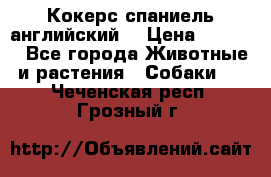 Кокерс спаниель английский  › Цена ­ 4 500 - Все города Животные и растения » Собаки   . Чеченская респ.,Грозный г.